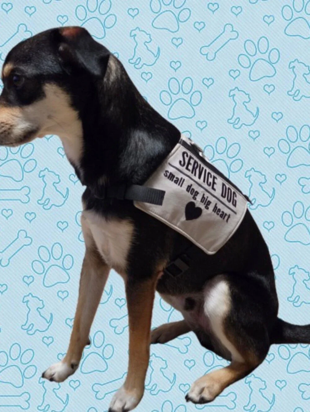 Service Dog Vest - White/Black